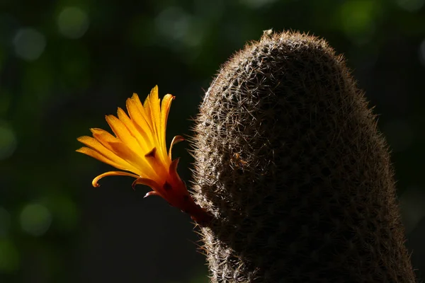 Arancione Fiore Rebutia Cactus Eliosa Nero — Foto Stock