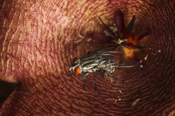 Mosca Carne Sarcophaga Carnaria Flor Gigante Zulu — Fotografia de Stock