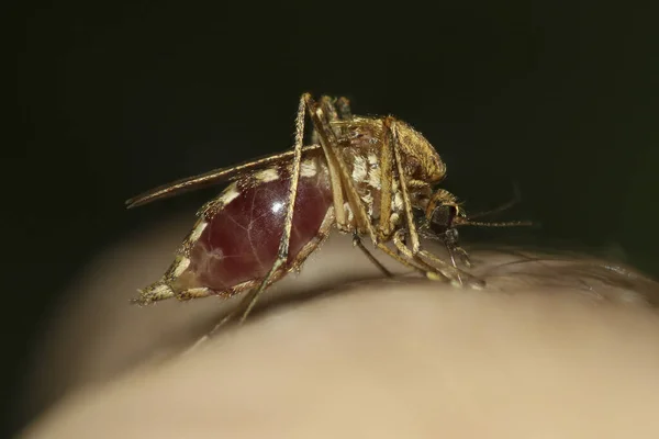 Mosquito Culex Pipiens Kompleks Vectores Del Virus Del Nilo Occidental —  Fotos de Stock