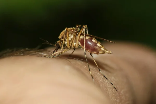 Mosquito Culex Pipiens Kompleks Vectores Del Virus Del Nilo Occidental —  Fotos de Stock