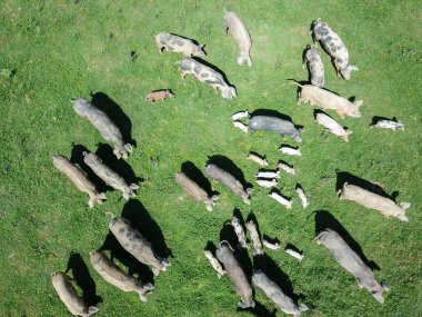 Yeşil çayırdaki domuz sürüsünün en üst görüntüsü