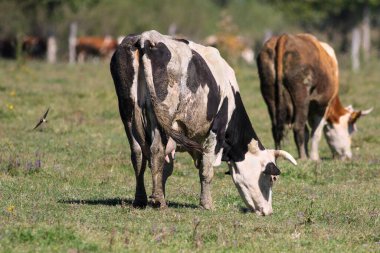 Çiçekli bir çayırda iki inek otluyor.