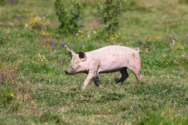 Świnia Błotnistym Pyskiem Biegnie Przez Pastwisko — Zdjęcie stockowe