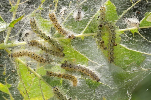 Kártevők Csoportja Leesik Webworm Hyphantria Cunea Eszik Levelek — Stock Fotó