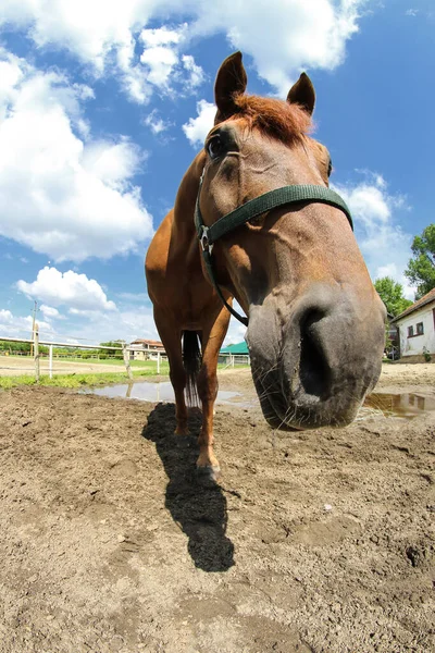 Porträtt Lustigt Ansikte Sorrel Häst Fältet — Stockfoto