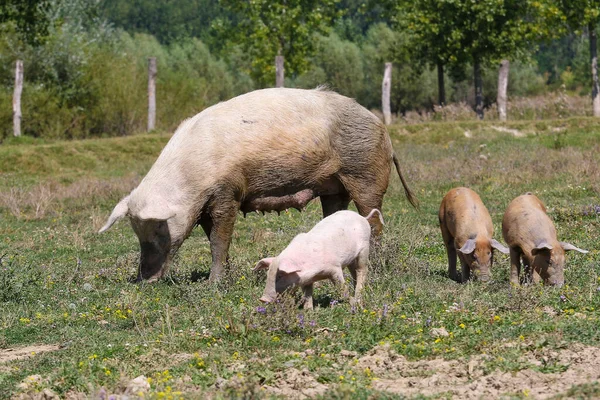 Big Sow Three Pigs Pasture — Stock Photo, Image