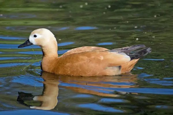 Ruddy Shelduck Латинское Имя Tadorna Ferruginea Плавание Пруду Англии — стоковое фото