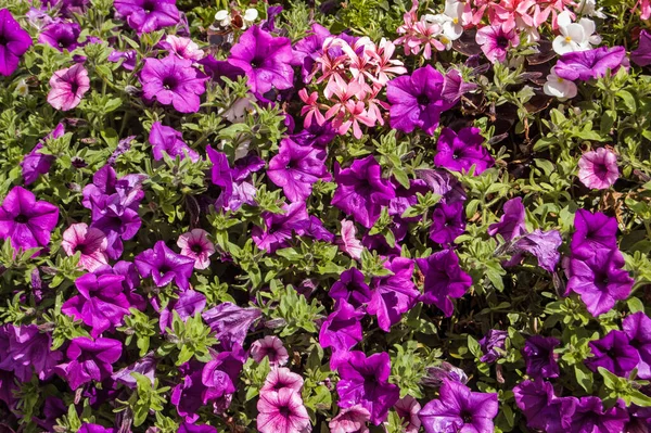 Closely Planted Flower Bed Purple Petunias Few Pink Pelargoniums Summer — Stock Photo, Image