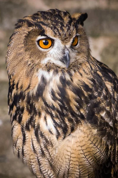 Eurasian Eagle Owl Nom Latin Bubo Bubo Looks Alert Possible — Photo