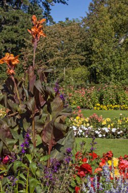 Bury St Edmunds, Suffolk 'taki manastır harabelerinde ödül kazanan bahçelerin manzarası.