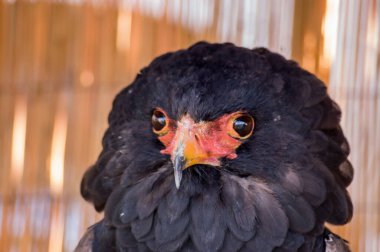 Latince adı Terathopius Ecaudatus olan Bateleur Eagle 'ın başını yakın çekim. Tutsak yaratık gölgede bir tünekte oturuyor.. 