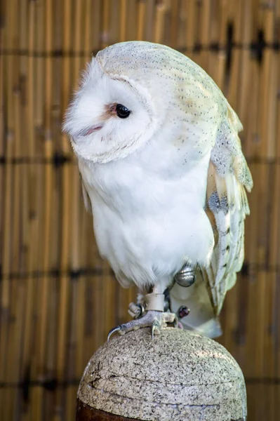 Captive Barn Owl Latin Name Tyto Alba Sitting Shady Perch — Stock Photo, Image