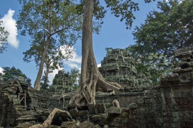 Ta Prohm 'un antik Khmer tapınağı, yerel olarak Ağaç Tapınağı olarak bilinir, çünkü orman tarafından kaplanmıştır. Angkor, Kamboçya.