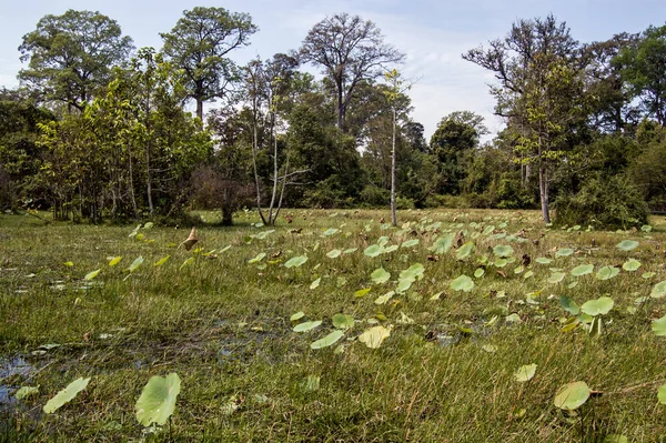 Большие Лиственные Растения Лотоса Растущие Водянистом Рисовом Поле Провинции Сиемреап — стоковое фото