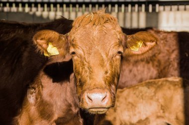 Berkshire, İngiltere 'de bir çiftlikte kameraya bakan dengeleyici bir inek..