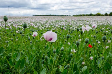 Afyon afyonlu haşhaş tarlasının kenarı, latin adı Papaver somniferum, İngiltere 'nin Hampshire şehrinde yetişiyor. Ürün ilaç endüstrisi için tıbbi morfin üretmek için kullanılıyor..