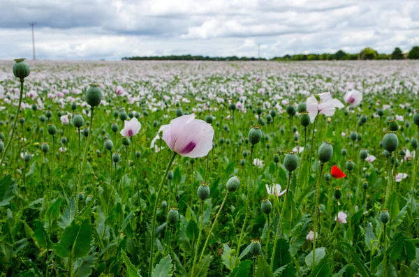 Afyon afyonlu haşhaş tarlasının kenarı, latin adı Papaver somniferum, İngiltere 'nin Hampshire şehrinde yetişiyor. Ürün ilaç endüstrisi için tıbbi morfin üretmek için kullanılıyor..