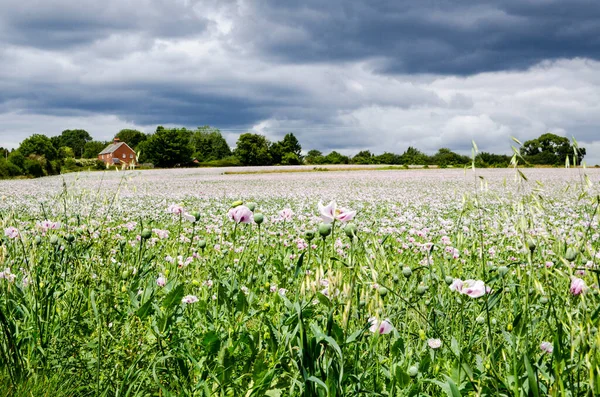 Basingstoke, Hampshire 'da bir çiftlikte çiçek açan afyon gelincikleri tarlası. Ürün ilaç endüstrisi için kullanılıyor..  
