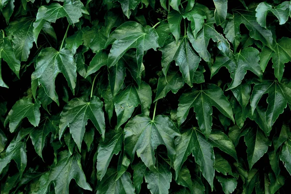 Diseño creativo hecho de hojas verdes. Acostado. Fondo de naturaleza. — Foto de Stock