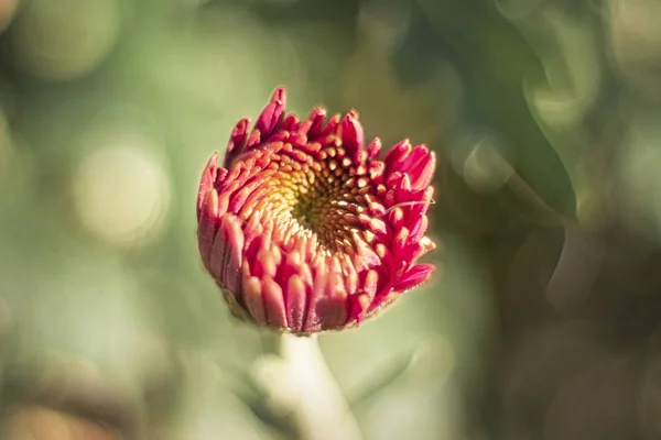 Makro fotoğraf parlak güzel çiçek battaniye çiçek Aster ailesinin oyma yaprakları tasarım kaynağı olarak kırmızı ve yazdırma