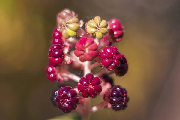 Garip siyah meyveleri yakın çekim. Olağandışı çilek. Bitkisel bitki. Phytolacca acinosa çiçek (Phytolaccaceae). Dekoratif Amerikan Phytolacca meyvesi.