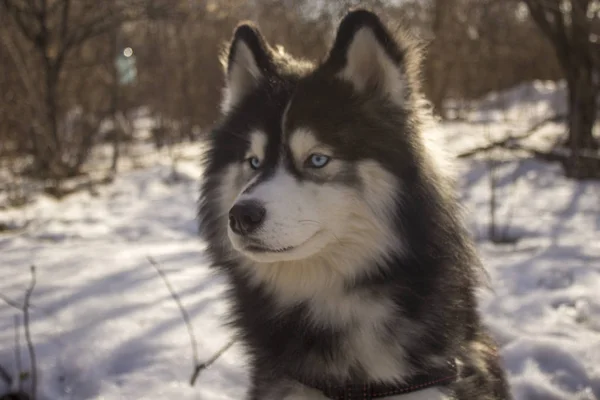 Siberian husky wolf dog in winter forest outdoor on the snow