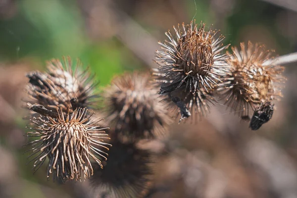 Geç sonbaharda çiçeklenir kuru dulavratotu fotoğrafı kapatın