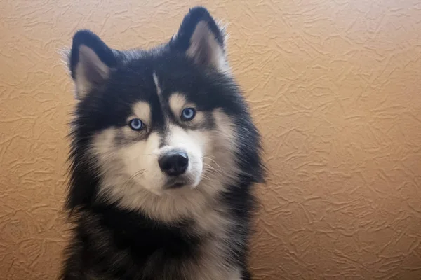 Adorable Husky Sibérien Assis Regarde Caméra Avec Ses Yeux Bleu — Photo