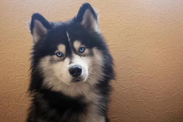 Schattig Siberische Husky Vergadering Kijkt Naar Camera Met Zijn Heldere — Stockfoto