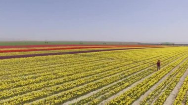 Lale bahçe drone sinek