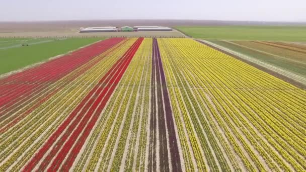 Tulip Garden Drone Fly — Stock Video