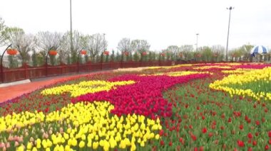 Lale bahçelerinde harika bir düğün çekimi.