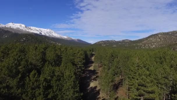 Bosque Volar Drone Cámara — Vídeos de Stock