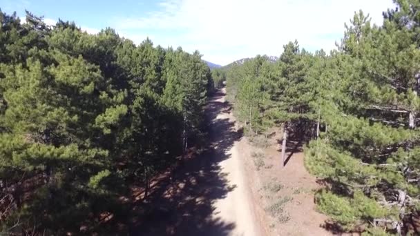 Mouche Drone Forêt Tropicale — Video