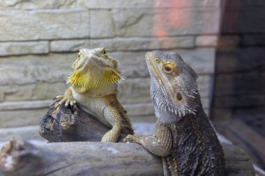 Güzel Iguanas Terrerium