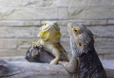 Güzel Iguanas Terrerium