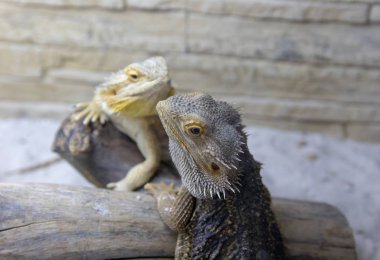 Güzel Iguanas Terrerium