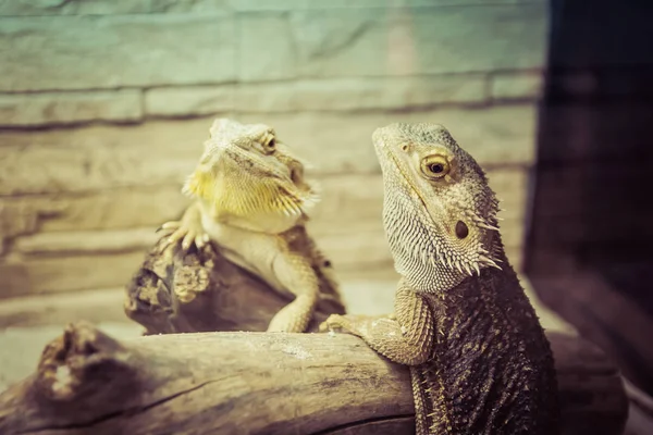 Beautiful Iguanas Terrarium — Stock Photo, Image