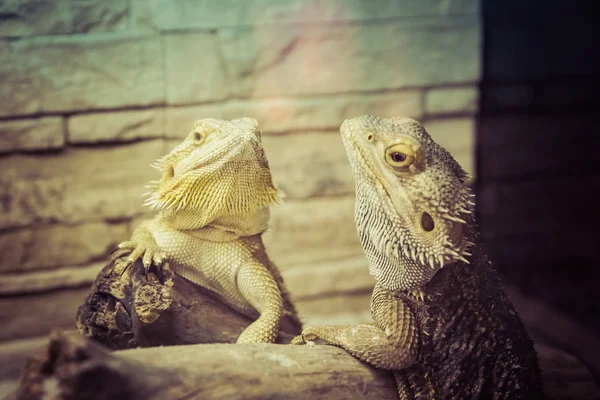 Beautiful Iguanas Terrarium — Stock Photo, Image