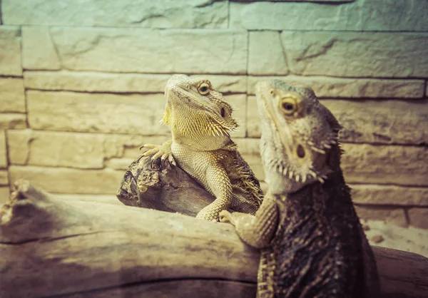 Beautiful Iguanas Terrarium — Stock Photo, Image