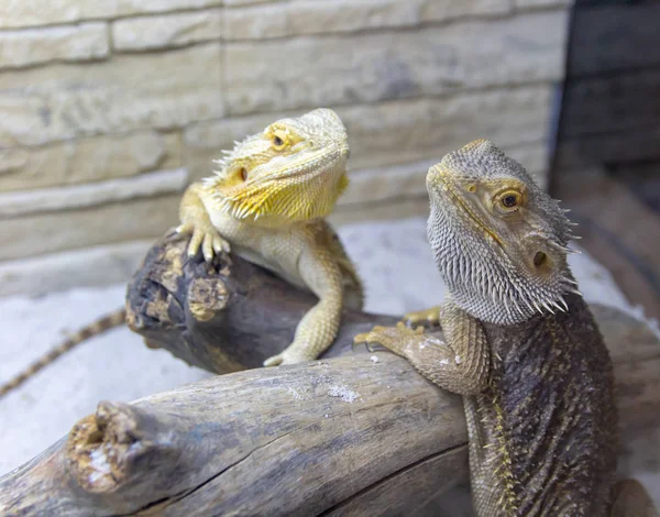 Güzel Iguanas Terrerium