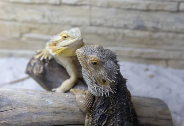 Güzel Iguanas Terrerium