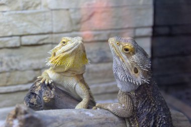 Terrarium içinde yaşayan güzel uysal sarı-gri iguanalar. Egzotik evde beslenen hayvan