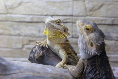 Terrarium içinde yaşayan güzel uysal sarı-gri iguanalar. Egzotik evde beslenen hayvan