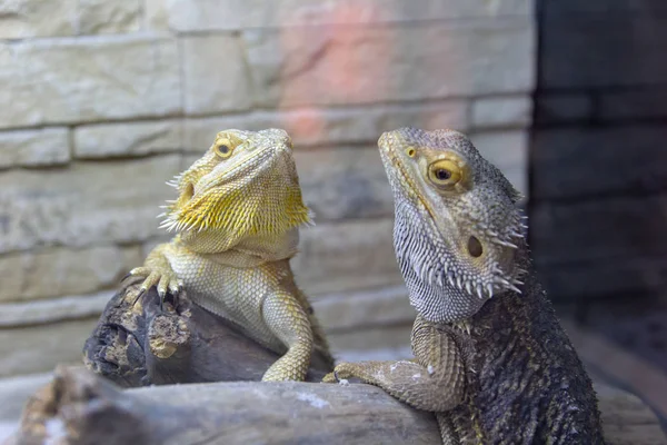 Beautiful Tame Yellow Gray Iguanas Live Terrarium Exotic Pet — Stock Photo, Image