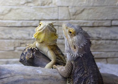 Terrarium içinde yaşayan güzel uysal sarı-gri iguanalar. Egzotik evde beslenen hayvan