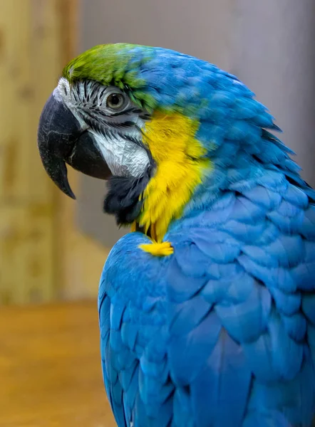 Exotic wild parrot aura of blue-yellow color close-up at the zoo. Exotic pet