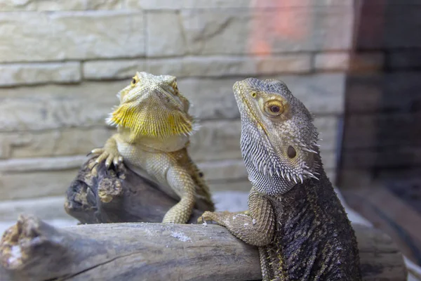 Beautiful Tame Yellow Gray Iguanas Live Terrarium Exotic Pet — Stock Photo, Image