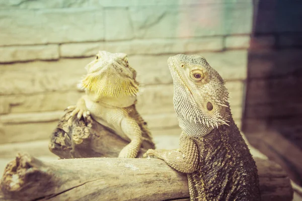 Beautiful Tame Yellow Gray Iguanas Live Terrarium Exotic Pet — Stock Photo, Image