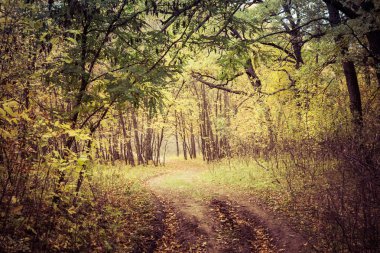 Peyzaj toprak orman yol Güz